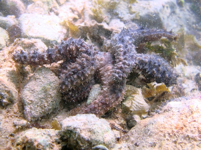 Holothuria impatiens da Porto Cesareo - 1